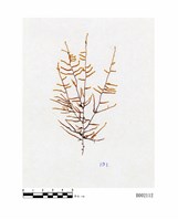 藏品(散生絲帶苔)的圖片